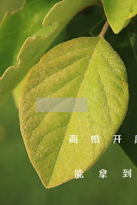 离婚开庭后15天拿判决书吗(离婚开庭当天能拿到判决书吗?)