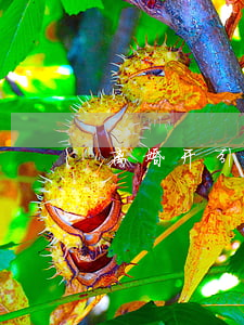 离婚开引产证明怎么开