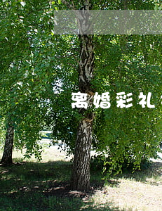 离婚彩礼钱法律上归谁