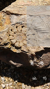离婚户口还留在原地(户口离婚了可以迁回原地吗)