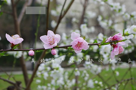 离婚房产过户协议书怎么办