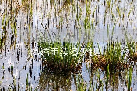 离婚手续多少钱