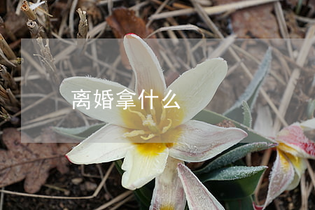 离婚拿什么