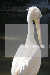 离婚撤诉了对方反悔怎么办