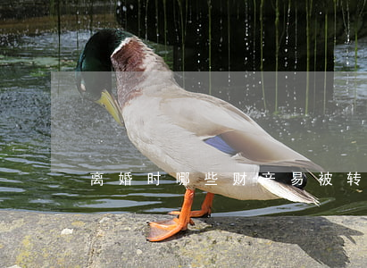 离婚时哪些财产易被转移