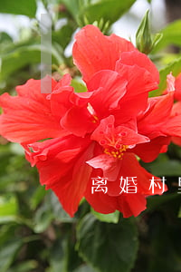 离婚村里开证明好吗(离婚村里开证明好吗)