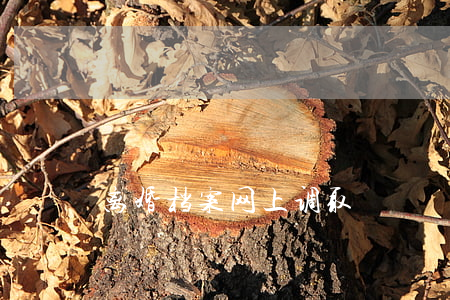 离婚档案网上调取