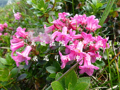 离婚法院已判决还可以申诉吗(离婚法院已判决还可以申诉吗)