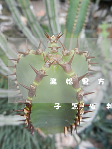 离婚男方父母残疾(男方残疾女方要求离婚,孩子怎么判)