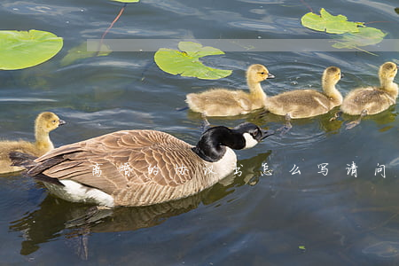 离婚的协议书怎么写 请问(离婚协议书咋写)
