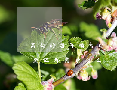 离婚的想再婚需要什么手续办理(离了婚再婚登记都需要什么)