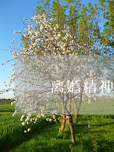 离婚精神损失费