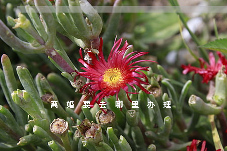 离婚要去哪里办理