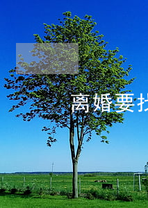 离婚要找什么律师(离婚律师一般做哪些事)