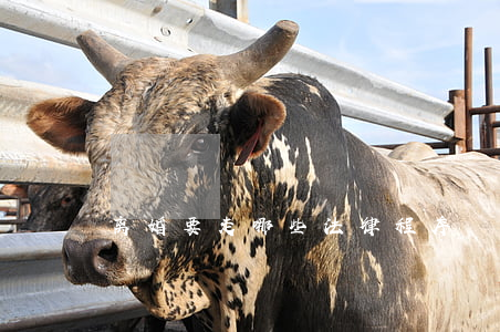 离婚要走哪些法律程序