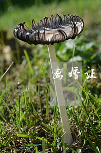 离婚证撕掉了离婚怎么办