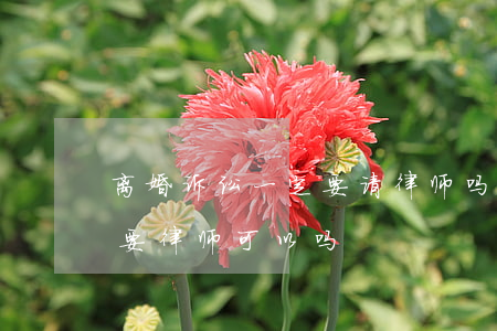 离婚诉讼一定要请律师吗(法院起诉离婚不需要律师可以吗)