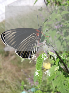 离婚诉讼原告可以代理吗(可不可以代人起诉离婚)