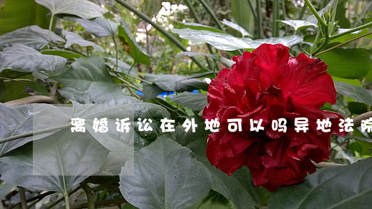离婚诉讼在外地可以吗(异地法院起诉离婚)