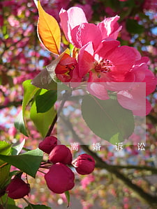 离婚诉讼答辩书范本
