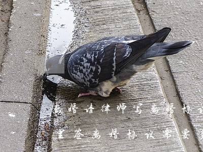 离婚请律师写离婚协议书要多少钱(到律师那里签离婚协议需要多少钱)