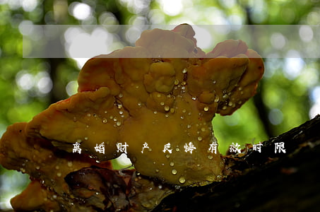 离婚财产反悔有效时限