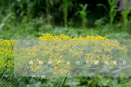 离婚财产女方不能分(女方提出离婚可以分财产吗)