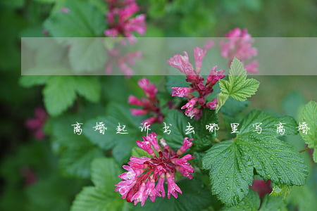 离婚起诉书去哪里写(离婚起诉书去哪里写呢)