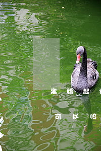 离婚起诉书自己写可以吗(离婚起诉书自己写可以吗怎么写)