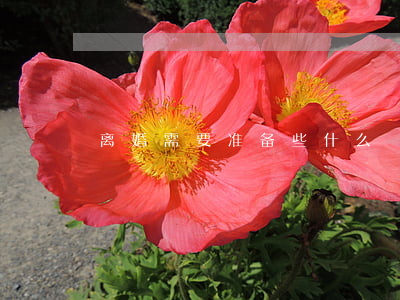 离婚需要准备些什么