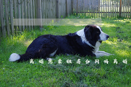 离婚需要租房合同吗(离婚承租房如何分配)
