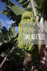 离职证明格式(离职证明格式模板下载)