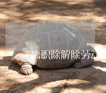 离职除解除劳动合同外还需要什么手续