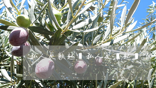 私人欠款起訴（私人欠錢起訴了）