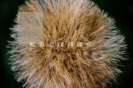 私募公司有哪些