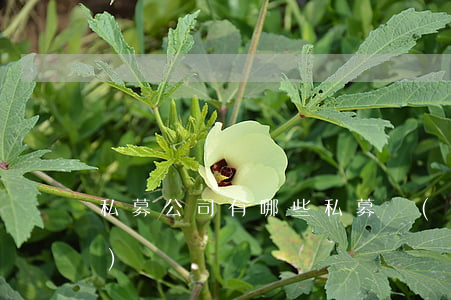 私募公司有哪些(私募機(jī)構(gòu))
