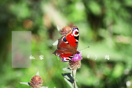 私家車(chē)超載