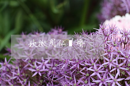 秋微周仁離婚