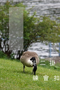 科二掛了教練拿不到錢(科目二考試掛科了教練會扣錢)