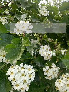 科拓道閘怎么樣(科拓道閘報(bào)價(jià))