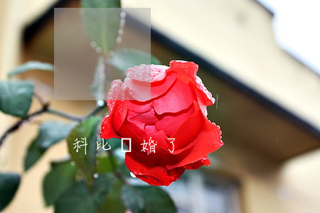 科比離婚了