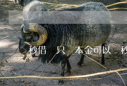 秒借貸只還本金可以嗎 秒借秒還