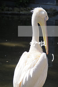 秒啦為什么沒到賬就現(xiàn)實(shí)要還款-秒啦多久到賬