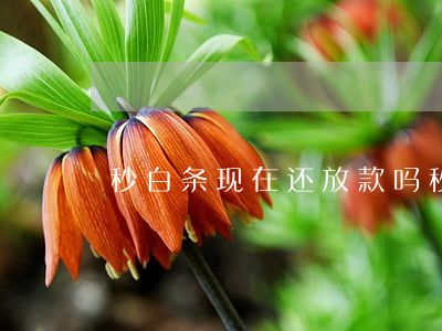 秒白条现在还放款吗（秒白条逾期不放款）