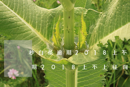 秒白条逾期2018上不上征询-秒白条逾期2018上不上征询平台了
