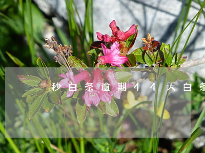 秒白条逾期44天(白条逾期四天严重吗)