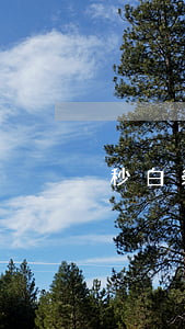 秒白条逾期一天有事吗(白条逾期一天会咋样)
