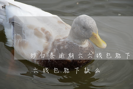 秒白条逾期六六钱包能下款么 秒白条逾期六六钱包能下款么
