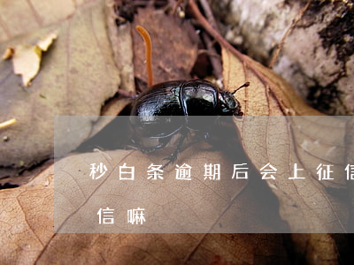秒白条逾期后会上征信吗(白条逾期了会上征信嘛)