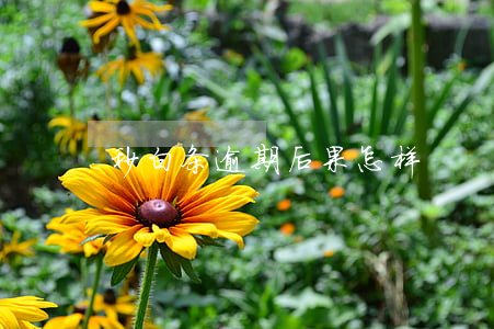 秒白条逾期后果怎样
